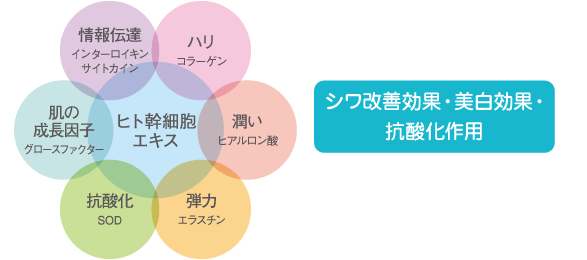 ヒト幹細胞図